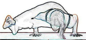 Eight Angle Pose - Astavakrasana